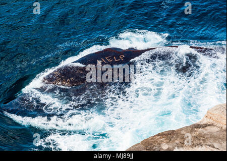 Un signe de l'aide de rayures dans les rochers sur les rives escarpées le long de la célèbre plage de Coogee à pied près de Bondi Beach, Sydney, New South Wales, Australie Banque D'Images