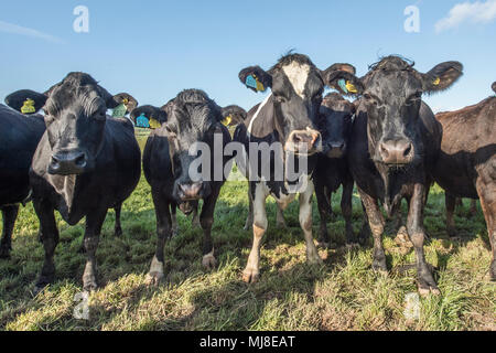 vaches dans un champ Banque D'Images