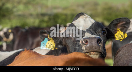 vache laitière en gros plan, dans un troupeau Banque D'Images