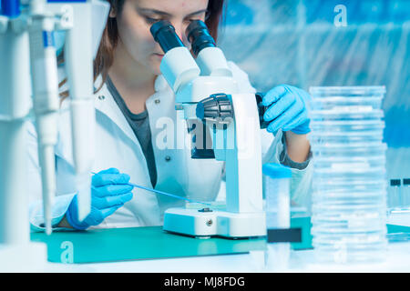 Examen technicien colonies de bactéries dans les boîtes de Petri en utilisant le microscope Banque D'Images