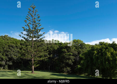 Une île Norfolk Araucaria heterophylla (pin) dans un parc à tête noire , Australie Banque D'Images