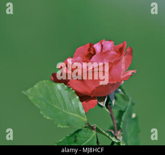 Rose rouge fermer Banque D'Images