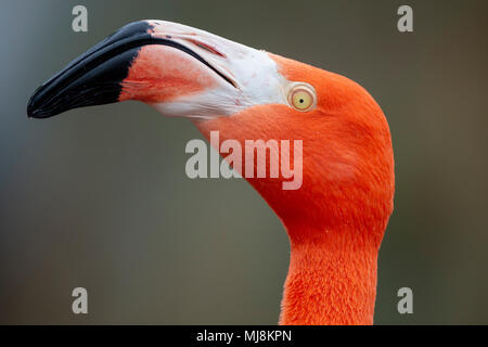 Flamant des Caraïbes rouge close-up head détail Banque D'Images