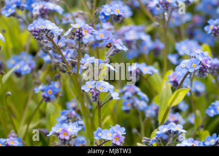 Fleurs de Printemps Bleu de la biennale Chalet jardin bois ne m'oubliez pas, Myosotis sylvatica Banque D'Images