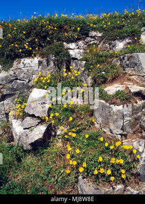 Rock commun-rose, Helianthemum nummularium, poussant sur affleurement calcaire orienté plein sud sur la Colline du GOP, Trelawnyd ; Flintshire, au nord du Pays de Galles. De juin. Banque D'Images