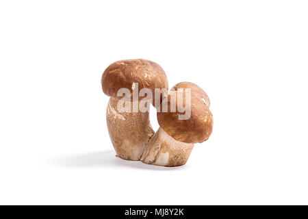 Récolté à l'automne étonnant triple champignon comestible boletus edulis (cèpes) connu sous le nom de champignons porcini isolé sur fond blanc. Banque D'Images