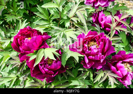 Paeonia x suffruticosa ' Cardinal Vaughan ' - jardin de pivoines d'arbre japonais, pivoines d'arbre Banque D'Images