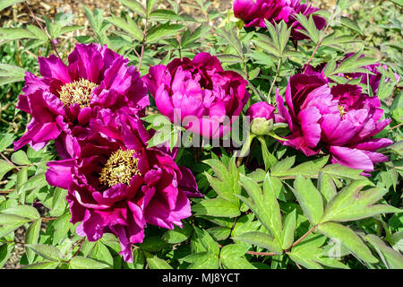 Paeonia suffruticosa ' Cardinal Vaughan ' arbre pivoine, Violet pivoines Banque D'Images