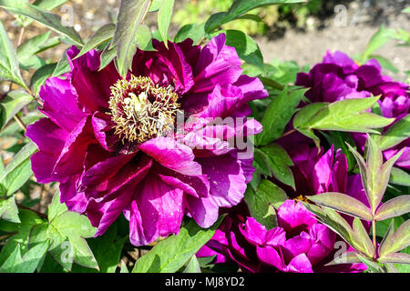 Paeonia suffruticosa ' ' - Le Cardinal Vaughan Arbre japonais, pivoine pivoines Violet Banque D'Images