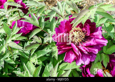 Paeonia suffruticosa ' Cardinal Vaughan ' arbre pivoine Violet pivoines Banque D'Images