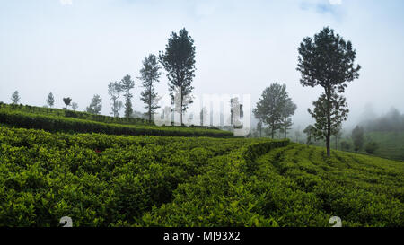 Belle vue sur la plantation de thé à Haputale Sri Lnaka. Le temps est brumeux et vous pouvez voir le brouillard entre les arbres Banque D'Images