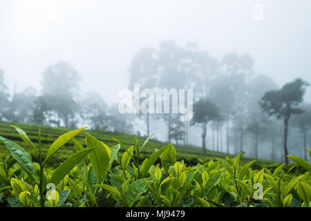 Belle vue sur la plantation de thé à Haputale Sri Lnaka. Le temps est brumeux et vous pouvez voir le brouillard entre les arbres Banque D'Images