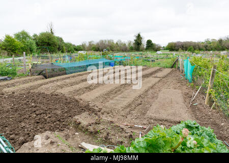 Les parcelles d'attribution à le champ près de grange magnifique près de Leixlip County Kildare Irlande loué par un particulier pour la culture des légumes ou des fleurs. Banque D'Images