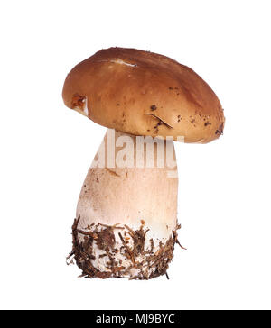 Boletus edulis, communément connu sous le nom de cèpes ainsi que penny bun, porcino ou cep, isolé sur fond blanc. Banque D'Images