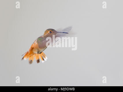 Allen's Hummingbird Banque D'Images