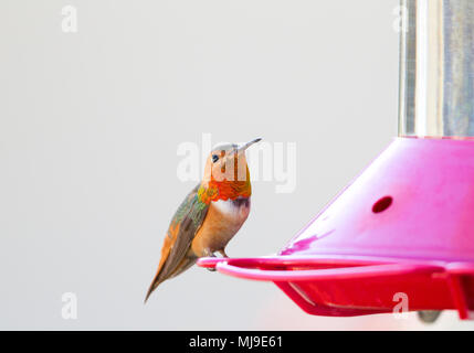 Allen's Hummingbird Banque D'Images