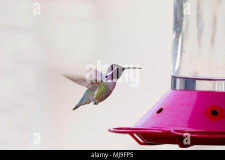 Costa, homme volant près de Hummingbird feeder Banque D'Images