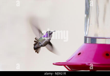 Costa, homme volant près de Hummingbird feeder Banque D'Images