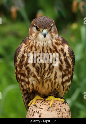 Merlin (Falco columbarius aesalon) close up au Royaume-Uni Banque D'Images