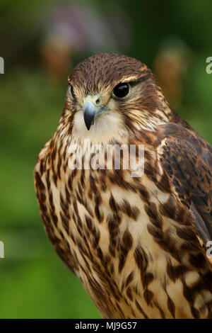Merlin (Falco columbarius aesalon) close up au Royaume-Uni Banque D'Images