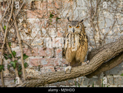 Eage owl assis sur old vine avec de beaux yeux orange Banque D'Images