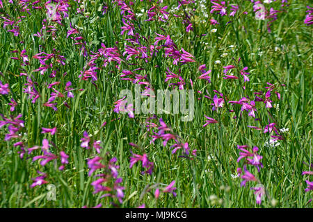 Un champ dans la campagne avec Chypre Gladiolus italicus sauvages Banque D'Images