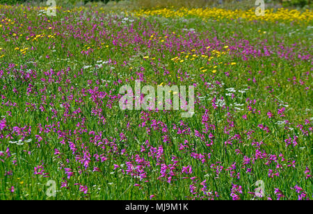 Un champ dans la campagne avec Chypre Gladiolus italicus Tordylium chrysanthemum coronarium et poussent à l'état sauvage Banque D'Images