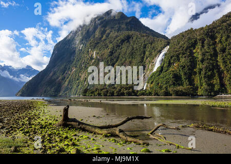 Nouvelle-zélande Milford Sound Milford Sound bois mort zoé dans le parc national de Fiordland Nouvelle-Zélande southland fjordland national park South Island nz Banque D'Images