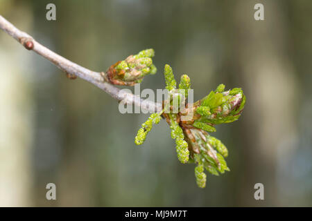 Ou pédonculé Quercus robur - chêne anglais. Feuille de printemps à Stoke en rafale, bois, Bicester Oxfordshire. Banque D'Images