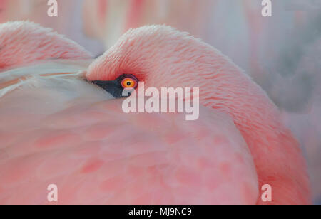 Flamingo avec tête nichée dans Banque D'Images