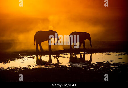 L'éléphant silhouette sur le coucher du soleil Banque D'Images