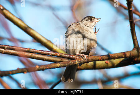 Bruant à couronne dorée (Zonotrichia atricapilla) démangeaisons elle-même, British Columbia, Canada Banque D'Images