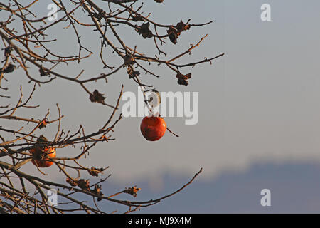 Blackcap mâle à tête noire Sylvia atricapilla latine dosage dans un arbre plaqueminier d'Italie en hiver Banque D'Images