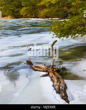 Arbre en décomposition, coloré en fixant le lac partiellement gelé, avec fond de verdure. Banque D'Images