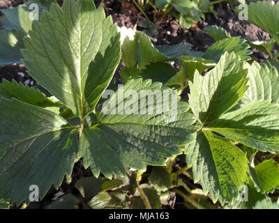 Feuilles de fraisier vert Art , fraise de feuilles d'arbres Banque D'Images