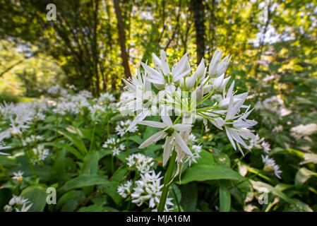 Ramsons / buckrams / wild garlic / ail à larges feuilles / bois l'ail (Allium ursinum) en fleurs en forêt au printemps Banque D'Images
