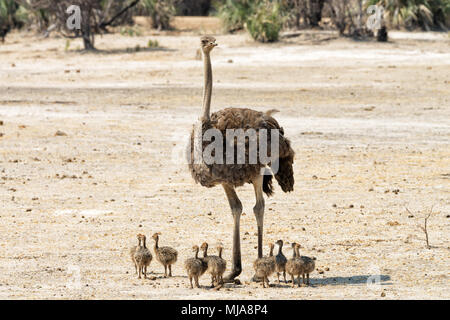 Autruche femelle (Struthio camelus) avec 11 poussins dans la réserve de Mahango, Namibie Banque D'Images