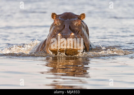 Hippopotame en colère (Hippopotamus amphibius) charge de la voile sur la rivière Chobe entre la Namibie et le Botswana. Banque D'Images