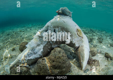 Un requin shark a été tué pour ses ailerons en Indonésie. Les ailerons de requin sont vendues pour la soupe d'ailerons de requin qui est un mets délicat dans toute l'Asie. Banque D'Images