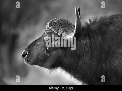 Buffle d'Afrique (Syncerus caffer). Côté sur portrait en noir et blanc. Mana Pools National Park, Zimbabwe. Banque D'Images