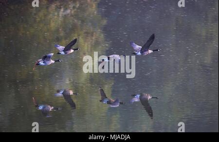 Les bernaches du Canada (Branta canadensis), volant au-dessus de l'eau avec reflets. Les frontières du pays de Galles, en Angleterre. Banque D'Images