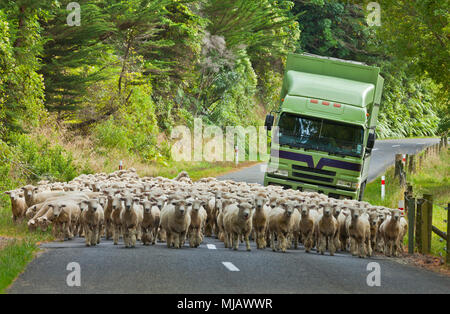 Troupeau de moutons mérinos sur une route en Nouvelle-Zélande, bloquant la circulation, venant derrière eux Banque D'Images