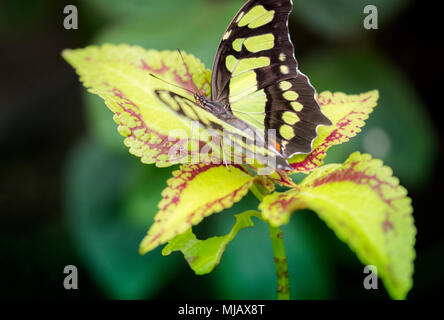 Macro photo de beatuful buetterfly on leaf Banque D'Images