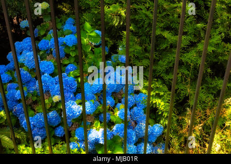 Hortensias bleus derrière une clôture de fer. Banque D'Images