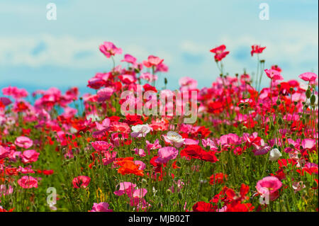 Près d'un champ ou rouge, rose et blanc poppies sous un ciel nuageux Banque D'Images