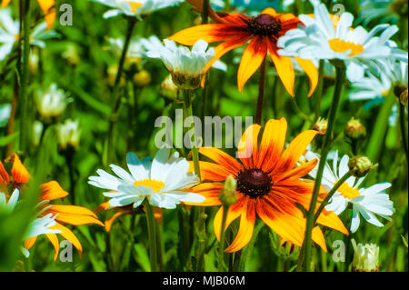 Un lit de fleur avec un mélange de Black Eyed Susan et marguerite blanche Banque D'Images