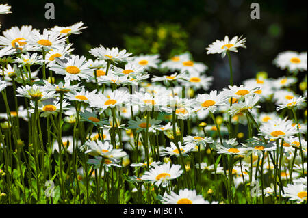 Close up of flower bed de tribunes shasta blanc Banque D'Images