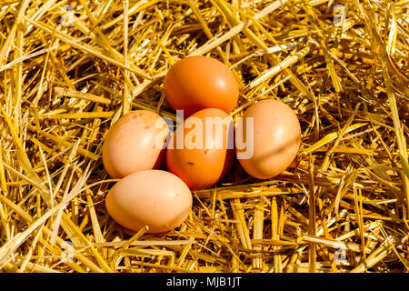 Les oeufs de poulet fraîchement cueillies sur les poules poule une paille sur une journée ensoleillée Banque D'Images