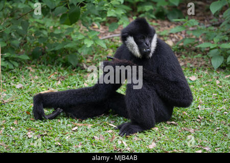 Un gibbon noir sur le terrain Banque D'Images