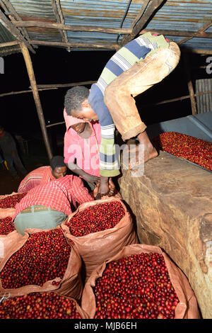 Les travailleurs au moulin à café, Mordecoffee (Shakiso, Ethiopie) décharger un jour de récolte les cerises de café d'un camion à la transformation Banque D'Images